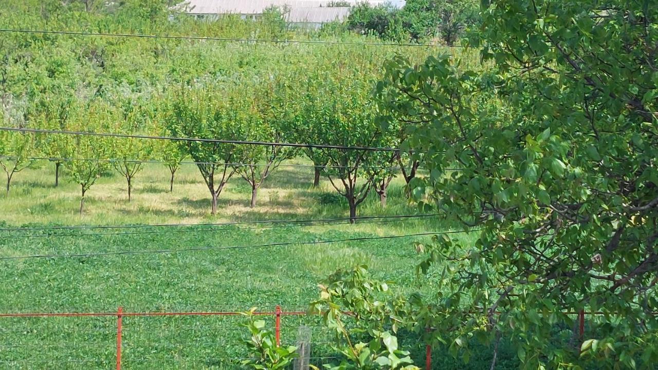 Agropensiunea Olteanu Niculitel Exterior photo